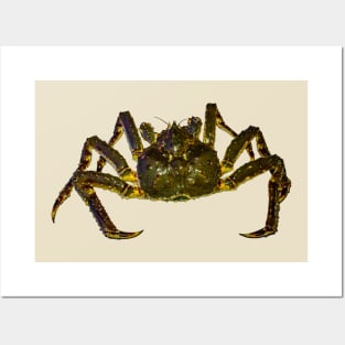 King Crab Posters and Art